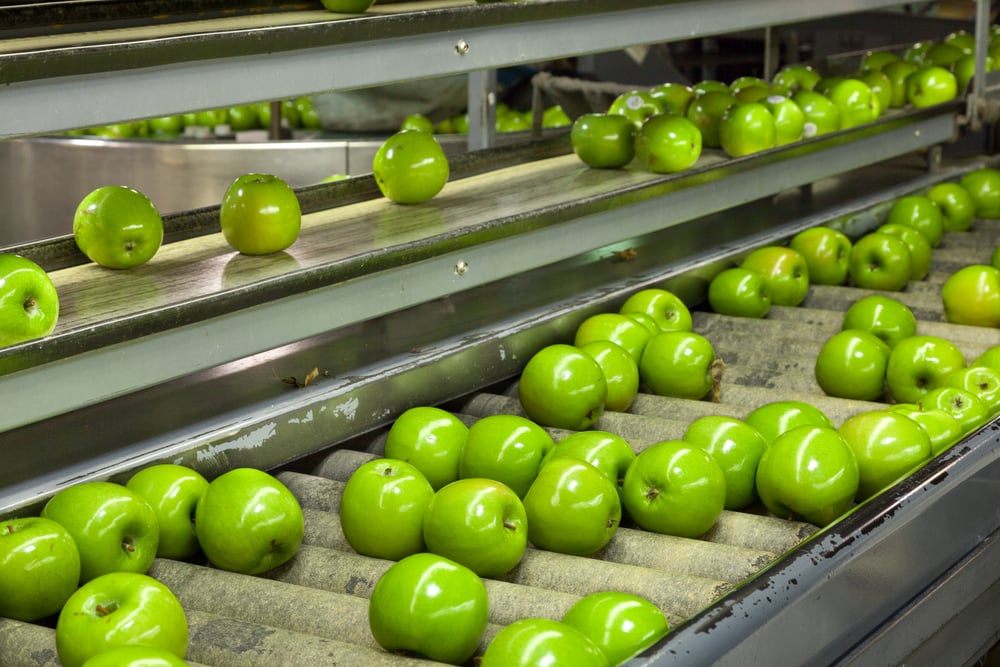 Apples on conveyor belt